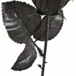 Gothic Skull Black Rose